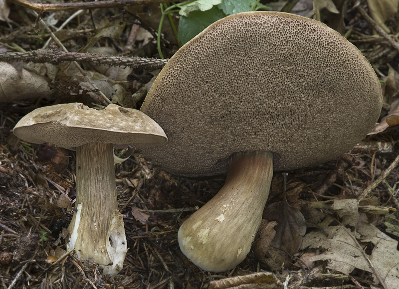 Porphyrellus porphyrosporus